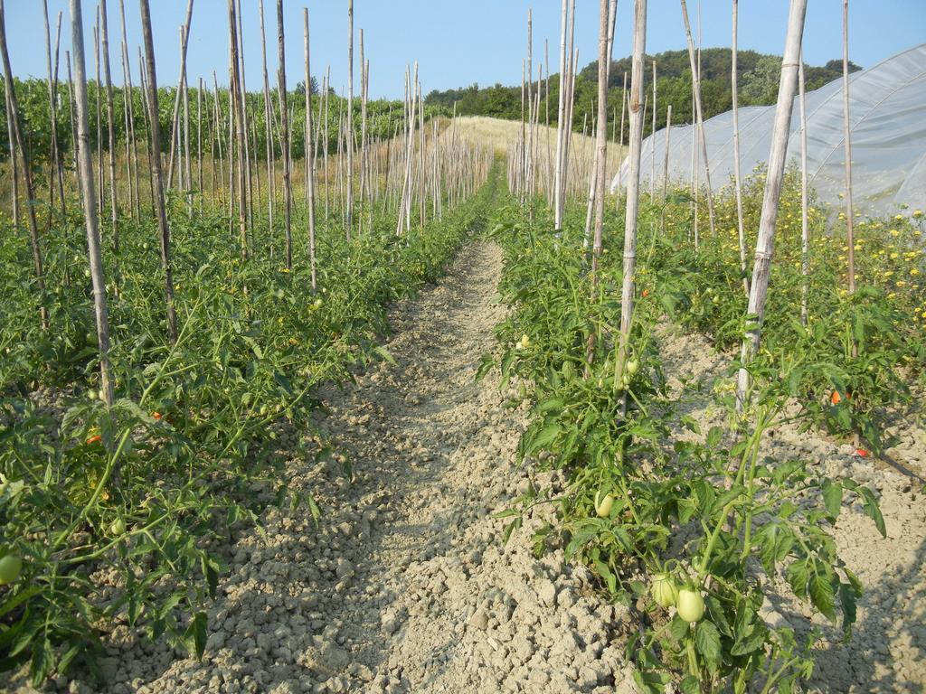 La Colombarola Agriturismo Farneto Eksteriør billede